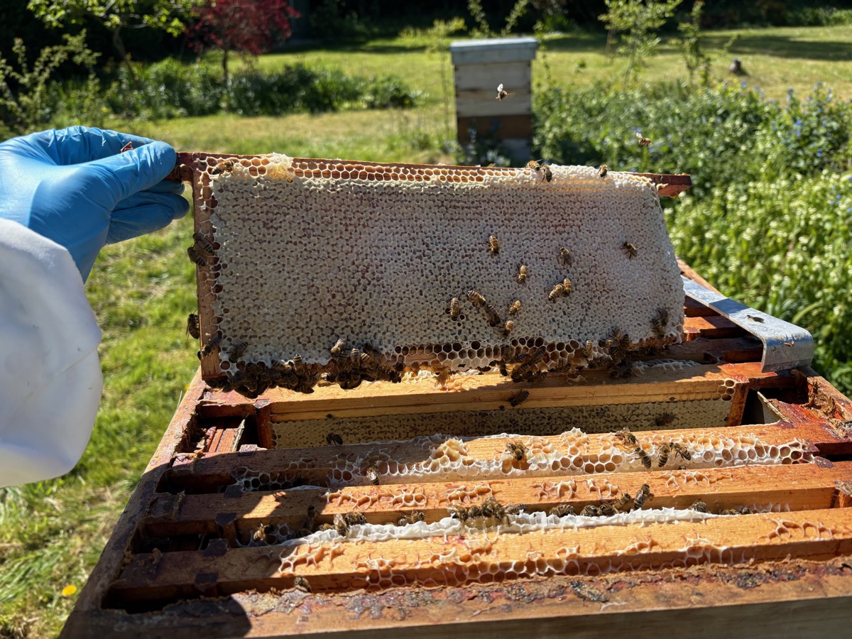 A frame of capped honey held up during inspection