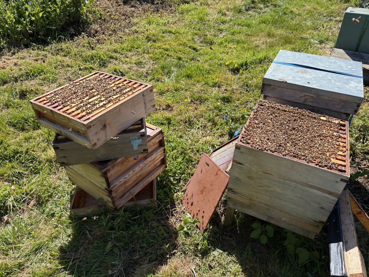 Hive boxes stacked to the side during an inspection